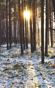 Preview wallpaper forest, trees, sunset, sun, winter, rays