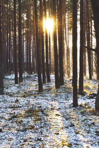 Preview wallpaper forest, trees, sunset, sun, winter, rays