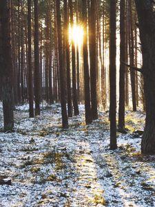 Preview wallpaper forest, trees, sunset, sun, winter, rays