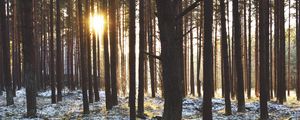 Preview wallpaper forest, trees, sunset, sun, winter, rays