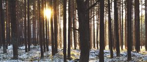 Preview wallpaper forest, trees, sunset, sun, winter, rays