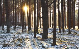 Preview wallpaper forest, trees, sunset, sun, winter, rays