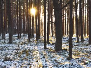 Preview wallpaper forest, trees, sunset, sun, winter, rays