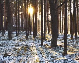Preview wallpaper forest, trees, sunset, sun, winter, rays
