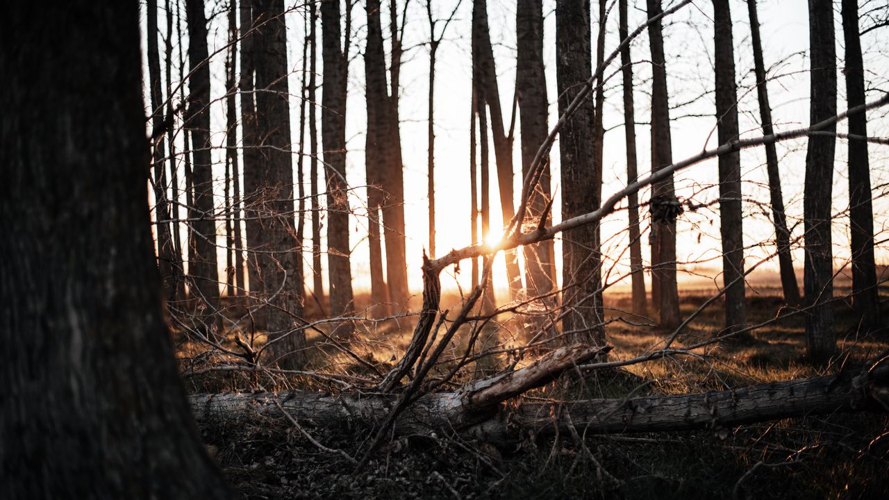 Wallpaper forest, trees, sunset, sunlight, nature