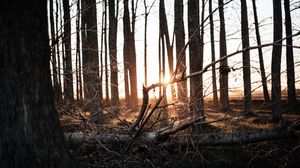 Preview wallpaper forest, trees, sunset, sunlight, nature