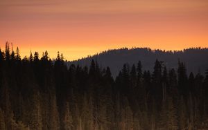 Preview wallpaper forest, trees, sunset, dusk, landscape