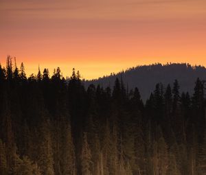 Preview wallpaper forest, trees, sunset, dusk, landscape