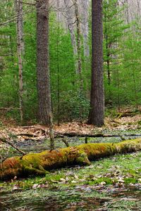 Preview wallpaper forest, trees, swamp, nature