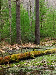 Preview wallpaper forest, trees, swamp, nature