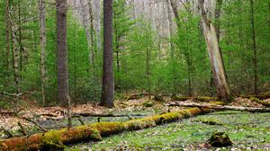 Preview wallpaper forest, trees, swamp, nature