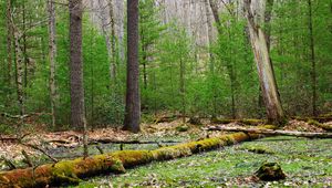 Preview wallpaper forest, trees, swamp, nature