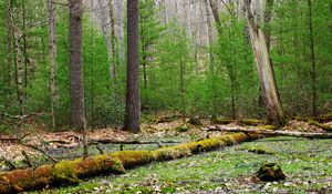 Preview wallpaper forest, trees, swamp, nature