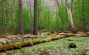 Preview wallpaper forest, trees, swamp, nature