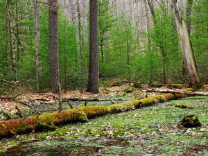 Preview wallpaper forest, trees, swamp, nature