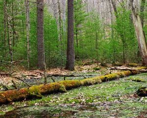 Preview wallpaper forest, trees, swamp, nature