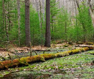 Preview wallpaper forest, trees, swamp, nature