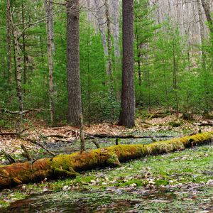 Preview wallpaper forest, trees, swamp, nature