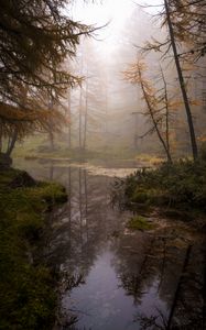 Preview wallpaper forest, trees, swamp, fog, nature