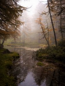 Preview wallpaper forest, trees, swamp, fog, nature