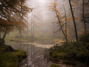 Preview wallpaper forest, trees, swamp, fog, nature