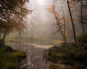 Preview wallpaper forest, trees, swamp, fog, nature