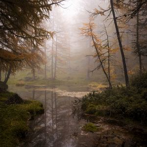 Preview wallpaper forest, trees, swamp, fog, nature