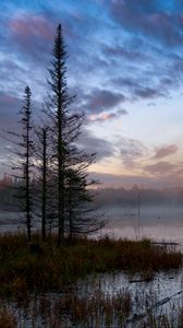 Preview wallpaper forest, trees, swamp, fog, twilight, landscape