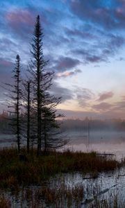 Preview wallpaper forest, trees, swamp, fog, twilight, landscape