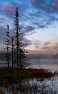 Preview wallpaper forest, trees, swamp, fog, twilight, landscape