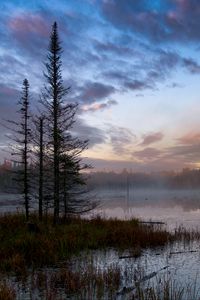 Preview wallpaper forest, trees, swamp, fog, twilight, landscape