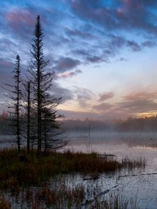 Preview wallpaper forest, trees, swamp, fog, twilight, landscape