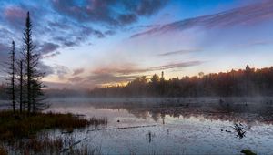 Preview wallpaper forest, trees, swamp, fog, twilight, landscape