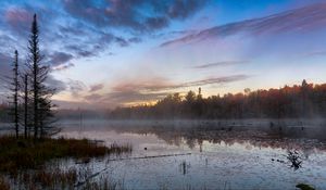 Preview wallpaper forest, trees, swamp, fog, twilight, landscape