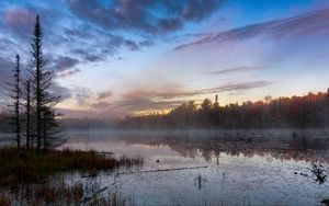 Preview wallpaper forest, trees, swamp, fog, twilight, landscape