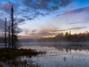 Preview wallpaper forest, trees, swamp, fog, twilight, landscape