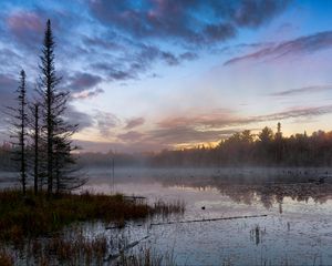 Preview wallpaper forest, trees, swamp, fog, twilight, landscape