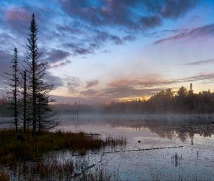 Preview wallpaper forest, trees, swamp, fog, twilight, landscape