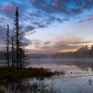 Preview wallpaper forest, trees, swamp, fog, twilight, landscape