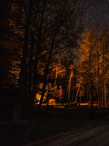 Preview wallpaper forest, trees, tent, light, dark