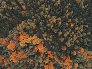 Preview wallpaper forest, trees, top view