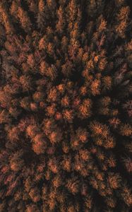 Preview wallpaper forest, trees, tops, thick, autumn, aerial view, sweden