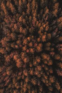 Preview wallpaper forest, trees, tops, thick, autumn, aerial view, sweden