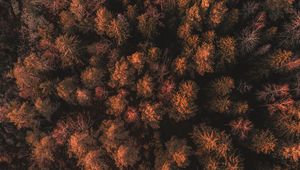 Preview wallpaper forest, trees, tops, thick, autumn, aerial view, sweden