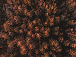 Preview wallpaper forest, trees, tops, thick, autumn, aerial view, sweden