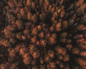 Preview wallpaper forest, trees, tops, thick, autumn, aerial view, sweden