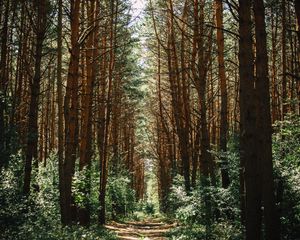 Preview wallpaper forest, trees, trail