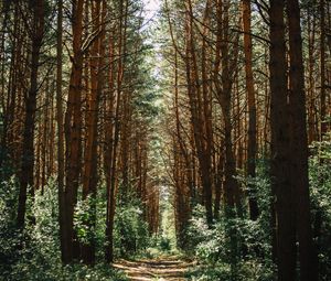 Preview wallpaper forest, trees, trail