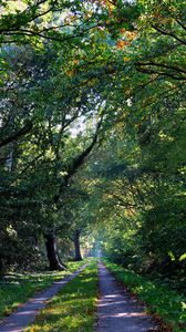 Preview wallpaper forest, trees, trail