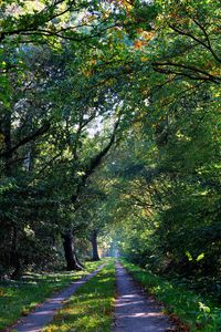 Preview wallpaper forest, trees, trail